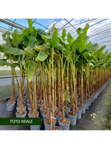 Musa Banano "Musa basjoo"...