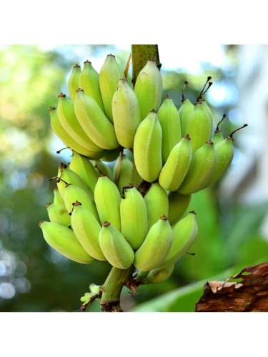 Musa Banano "Musa basjoo"...