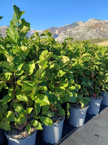 Magnolia giapponese...