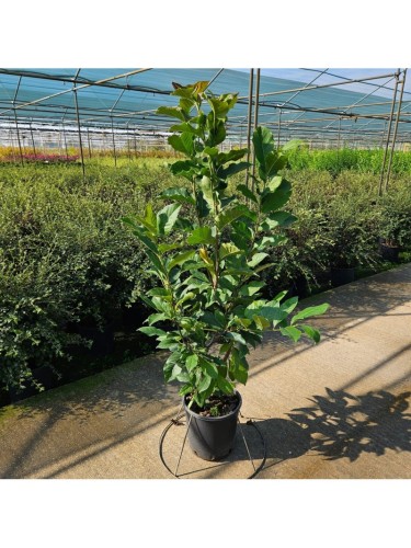 Magnolia giapponese...