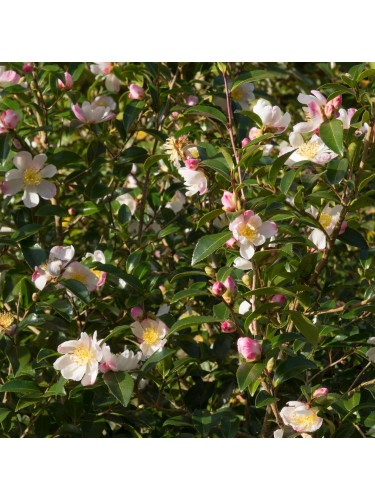 Camelia rosa "Camellia...