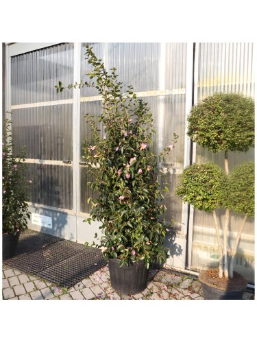 Camelia rosa "Camellia...