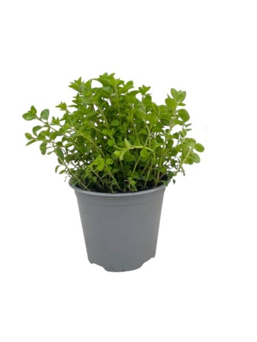 Origano "Origanum vulgare"...