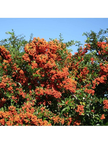 Piracanta arancio scuro...