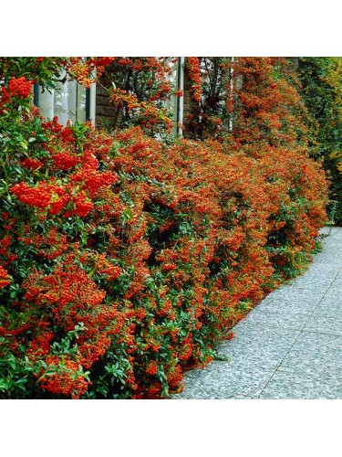 Piracanta arancio scuro...