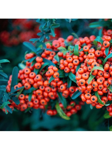 Piracanta arancio scuro...