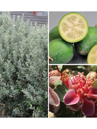 Feijoa "Acca sellowiana"...