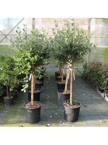 Feijoa "Acca sellowiana"...