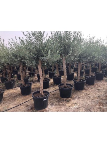 Ulivo olivo Toscano "Olea...