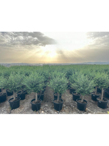 Ulivo olivo Toscano "Olea...