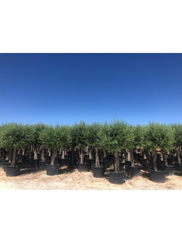 Ulivo olivo Toscano "Olea...