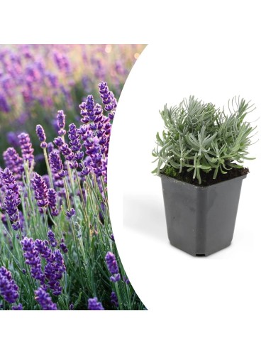 Lavanda "Lavandula...