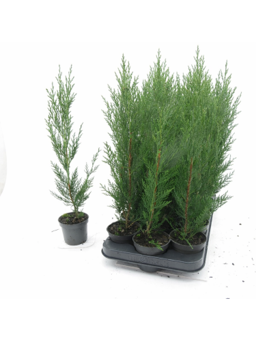 Cipresso di Leyland...