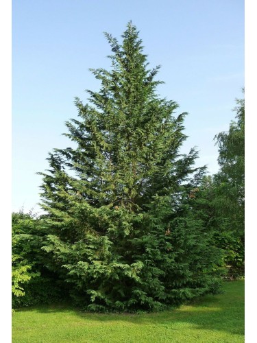 Cipresso di Leyland...