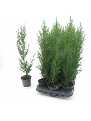 Cipresso di Leyland...