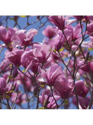 Magnolia lilliflora "Nigra"...