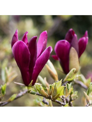 Magnolia lilliflora "Nigra"...
