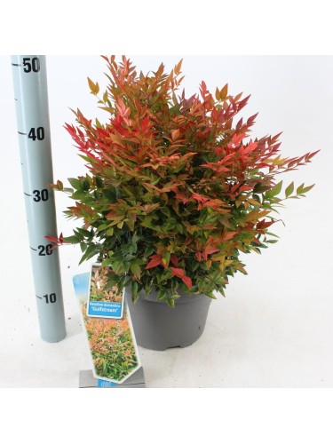 Nandina domestica "Gulf...