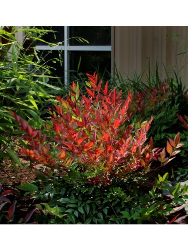 Nandina domestica "Gulf...