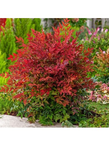 Nandina domestica "Gulf...