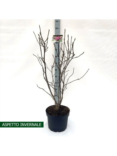 Magnolia liliflora "Nigra"...