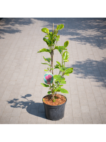 Magnolia liliflora "Nigra"...