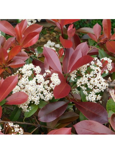 Fotinia multi tronco...