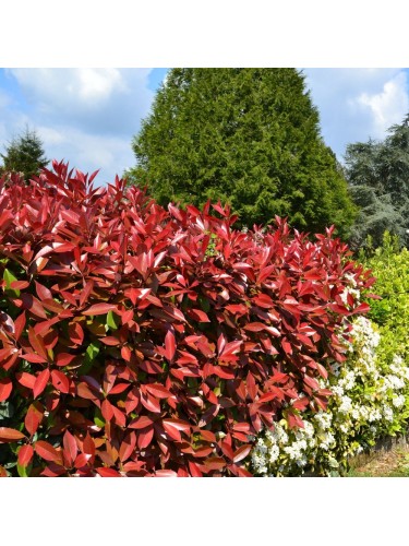 Fotinia multi tronco...