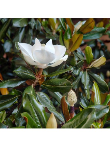 Magnolia grandiflora...