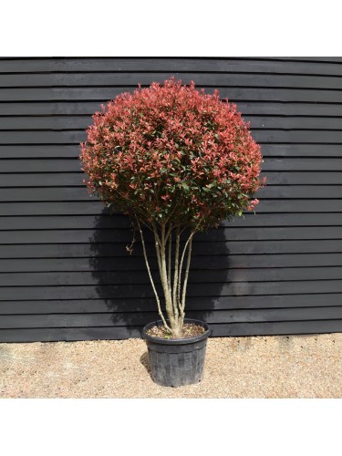 Photinia "Photinia x...
