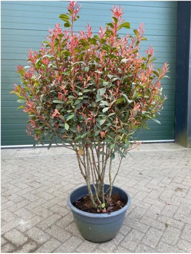 Photinia "Photinia x...