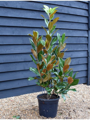 Magnolia grandiflora...
