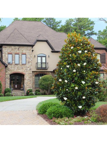 Magnolia grandiflora...