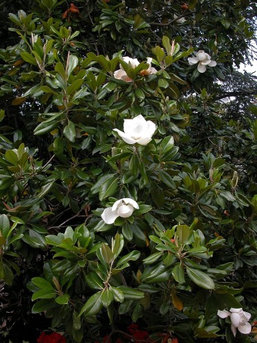 Magnolia grandiflora...