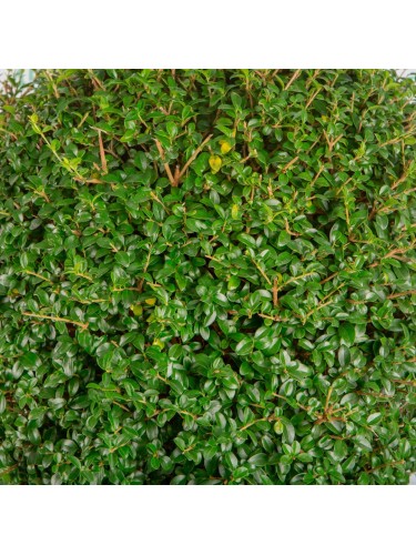 Ligustro giapponese...