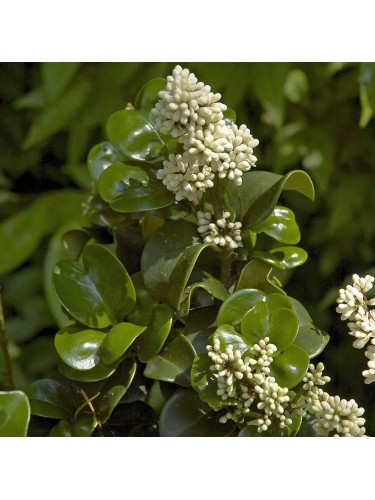 Ligustro giapponese...