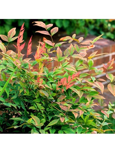 Nandina domestica "Bambu'...