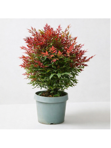 Nandina domestica "Bambu'...