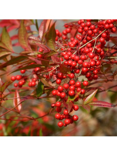 Nandina domestica "Bambu'...