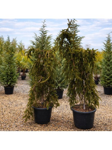 Abete rosso piangente...