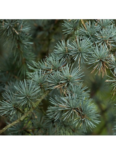 Cedro dell'Atlante...