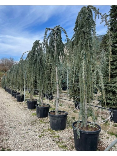 Cedro dell'Atlante...