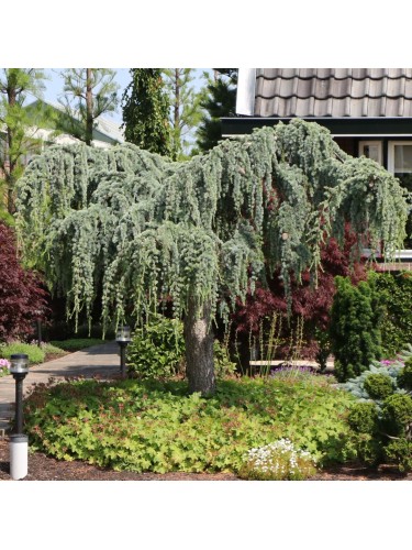 Cedro dell'Atlante...