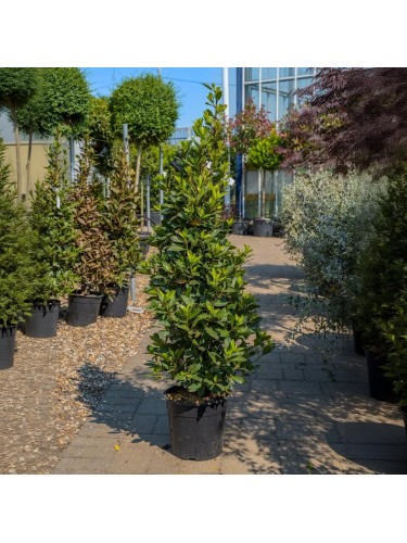 Alloro "Laurus nobilis"...