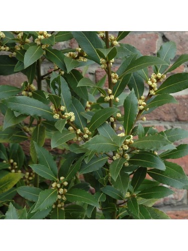 Alloro "Laurus nobilis"...