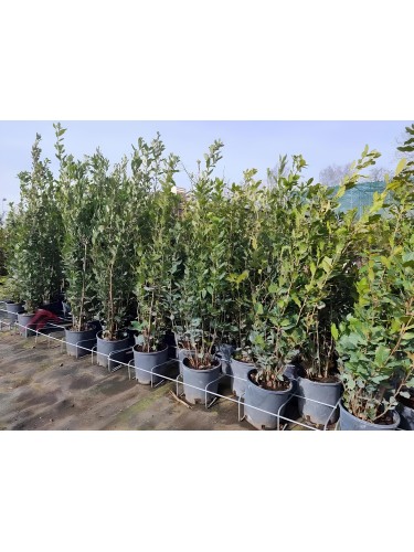 Leccio "Quercus ilex"...