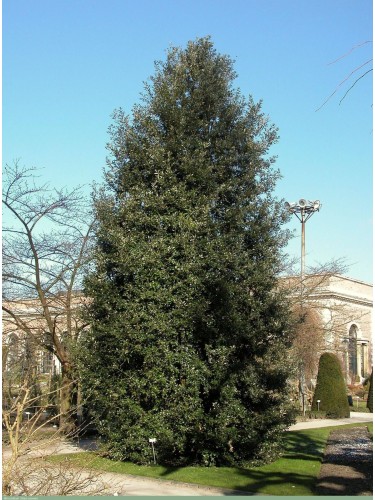 Leccio "Quercus ilex"...