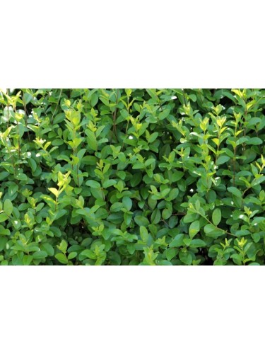 Ligustro a foglie ovali...