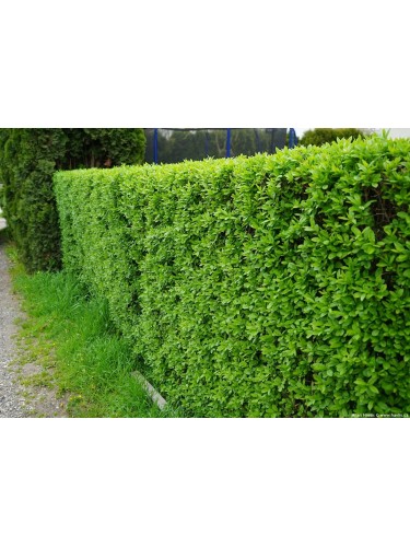 Ligustro a foglie ovali...