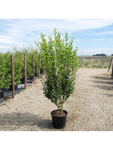 Ligustro a foglie ovali...